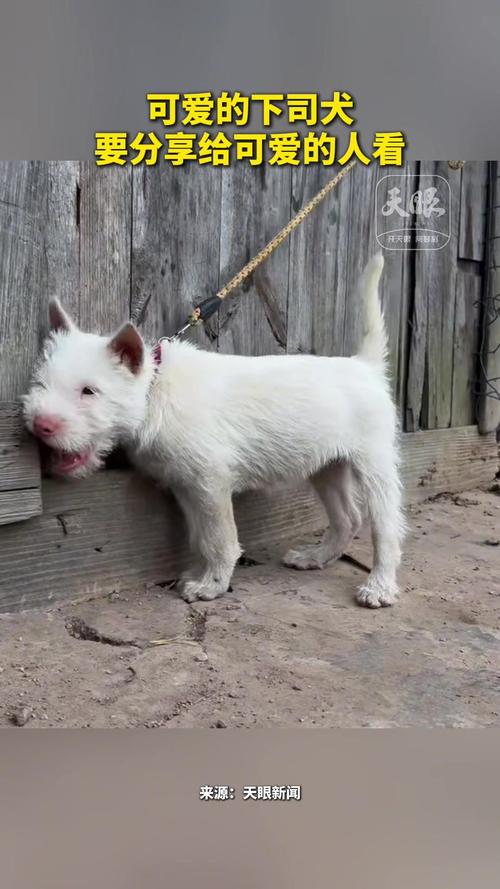 中国下司犬外网爆火,中国下司犬介绍