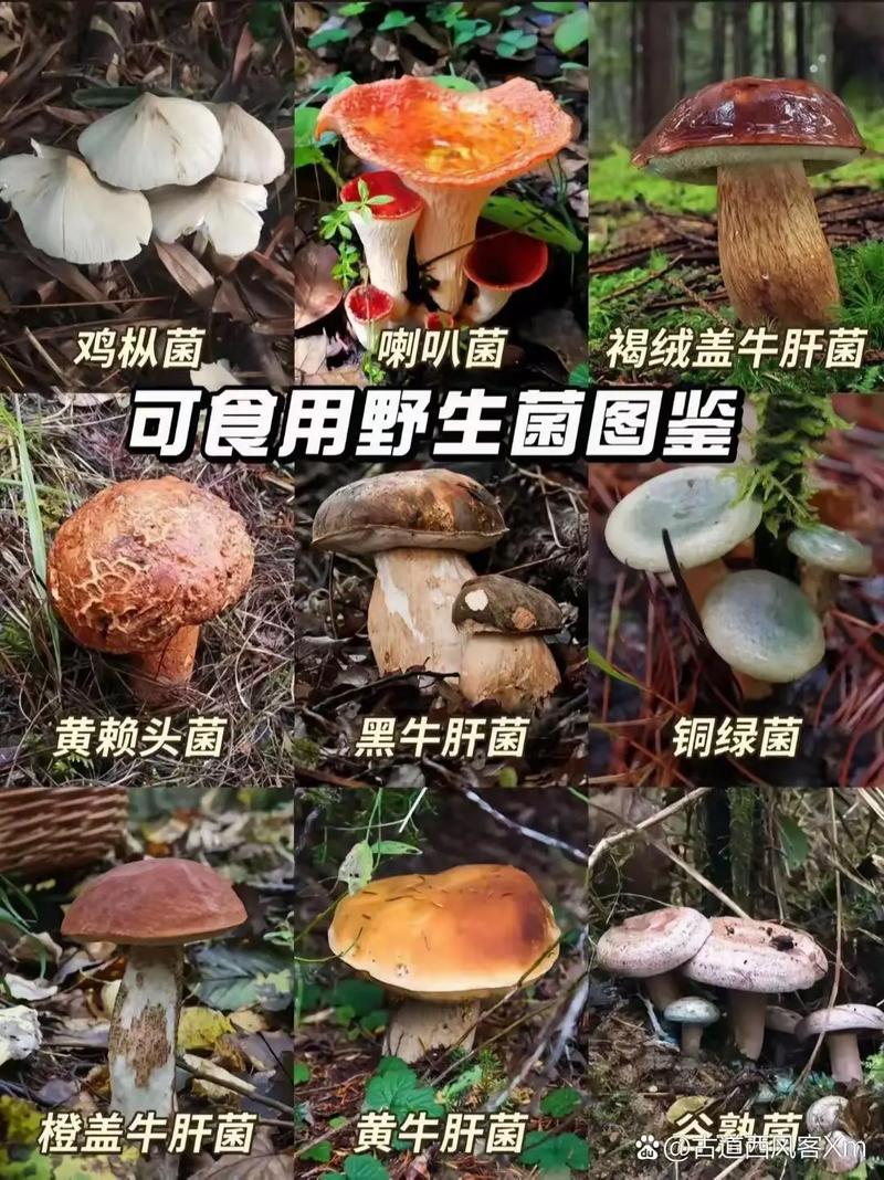 一家6口吃蘑菇中毒,一家六口吃蘑菇中毒