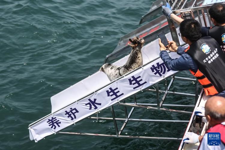 9只斑海豹放归大海,9只斑海豹放归大海了吗